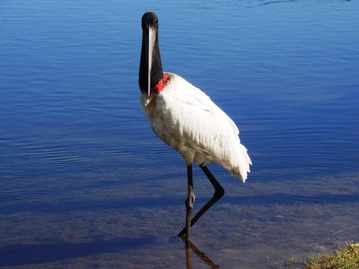 Pousada Curupira Albuquerque  ภายนอก รูปภาพ
